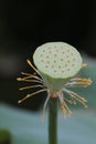 a seed of lotus are dead after morning background Royalty Free Stock Photo