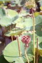 Seed lotus in the nature.