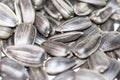 Black sunflower seeds. Sunflowers on the white background Royalty Free Stock Photo