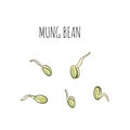 Seed mung bean cultivation set - illustration. Microgreens in sketch and freehand style. Sprouts, Healthy and wholesome