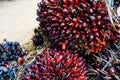 Seed palm. Fresh palm oil fruits on neture Royalty Free Stock Photo