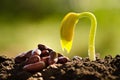 Seed for planting and germinating seed grow over back soil Royalty Free Stock Photo