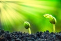 Seed plants are growing. Royalty Free Stock Photo