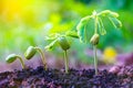 Seed plants are growing.They are growing step by step.