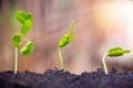 Seed plants are growing.They are growing step by step.