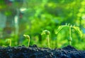 Seed plants are growing.They are growing step by step. Royalty Free Stock Photo