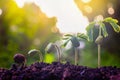 Seed plants are growing.They are growing step by step.