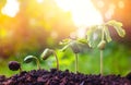 Seed plants are growing.They are growing step by step.