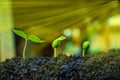 Seed plants are growing. Royalty Free Stock Photo