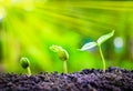 Seed plants are growing. Royalty Free Stock Photo