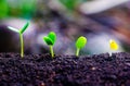 Seed plants are growing.They are growing step by step.