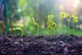 Seed plants are growing.They are growing step by step.