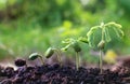 Seed plants are growing.They are growing step by step.