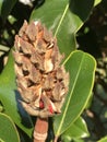 Bright Red Berries Southern Magnolia grandiflora Seed Pod Royalty Free Stock Photo