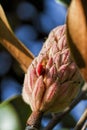 Bright Red Berries Southern Magnolia grandiflora Seed Pod Royalty Free Stock Photo