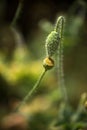 Seed Pod and Bud of Corn Poppy Royalty Free Stock Photo