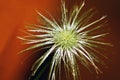 Seed pod clematis Royalty Free Stock Photo