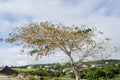 Lebbek Tree