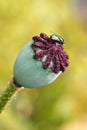 Seed pod of a poppy flower