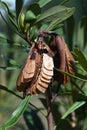 Seed pod and seeds of the Australian native Waratah, Telopea speciosissima, family Proteaceae Royalty Free Stock Photo