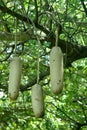 Seed-pods
