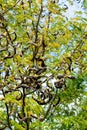 Seed pods on acacia tree branches Royalty Free Stock Photo