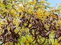 Seed pods on acacia tree close up Royalty Free Stock Photo