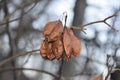 Seed pods of the American bladdernut