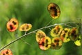 Seed pods of annual honesty, lunaria annua