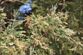 Seed pods or baby pinecones on pinetree