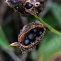 Seed pods of the Canna lilly