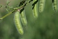 Seed pods of common broom Royalty Free Stock Photo