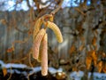 Seed Pods of Contorted Filbert Royalty Free Stock Photo