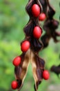 Seed pods from a coral bean Erythrina herbacea plant, closeup