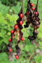 Seed pods from a coral bean Erythrina herbacea plant, closeup