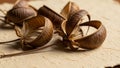 Seed pods of the Devil s Claw Proboscidea louisianica resting on textured Royalty Free Stock Photo