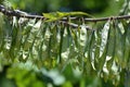 Eastern Redbud Pods