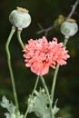 Seed Pods and Flowering Pink Poppy in a Garden Royalty Free Stock Photo