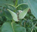 Seed Pods Forming on a Milkweed Plant