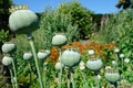 Seed pods of the Giant Opium Poppy Pionvallmo Papaver somniferum Royalty Free Stock Photo