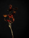 Seed pods of Iris foetidissima aka Stinking Iris light painted with grey background.