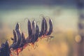 Seed pods of the New Zealand Flax Bush Phormium tenax