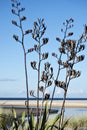 Seed pods of new Zealand Flax Phormium Tenax in Sand Dunes Pakiri Beach NZ