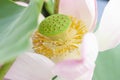 Seed pods in the petal of Indian Lotus or Bean of India flower. Royalty Free Stock Photo