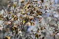 Seed pods and phyllodes of the Australian native Desert Mulga wattle Acacia minyura, family, Fabaceae Royalty Free Stock Photo