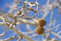 Seed pods for sycamore tree hanging from branch