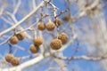 Seed pods for sycamore tree hanging from branch