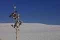 Yucca Plant at White Sands, New Mexico Royalty Free Stock Photo