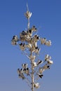 Yucca Plant at White Sands, New Mexico Royalty Free Stock Photo