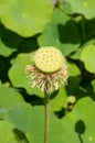 Seed pot of lotus nelumbo nucifera